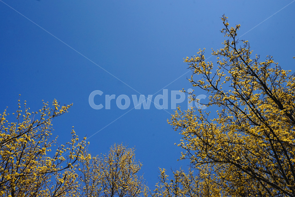 파란하늘,봄,꽃,산수유,노란꽃,햇살,맑은날,봄축제,봄,계절,spring,season,자연,풍경,nature,landscape,식물,plants,나무,trees,wood,tree,plant