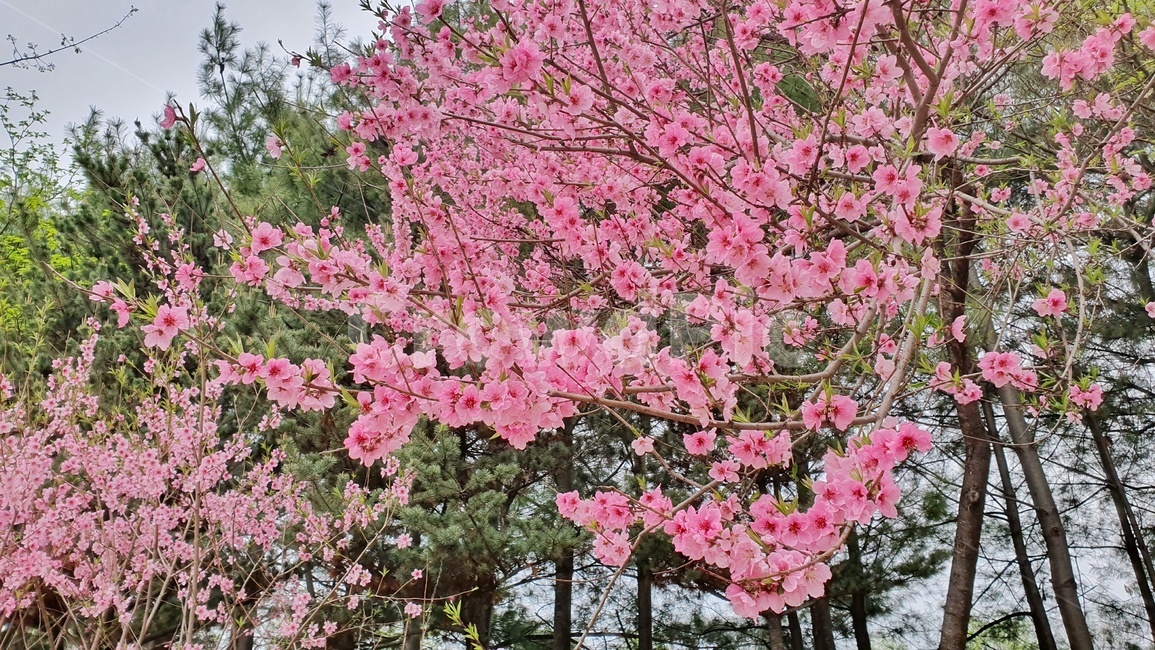 벚꽃,봄,꽃,cherryblossom,flower,플라워,벚꽃놀이,벚꽃축제,사쿠라,4월,분홍