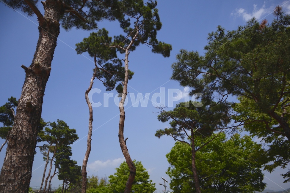 산,나무,tree,하늘,감성
