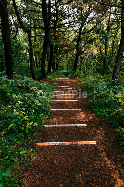 바닥,통로,자연,숲,나무,경치,풍경,자연,풍경,nature,landscape,나무,trees,wood,ground,path