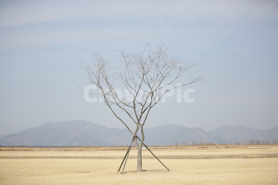 겨울나무,겨울하늘,겨울공원,낙엽진나무,나무,가로수,겨울,계절,winter,season,식물,자연,plants,nature,나무,trees,wood