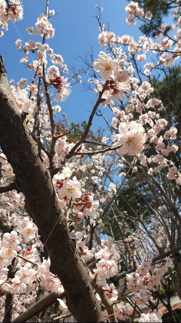 plant,식물,cherryblossom,벚꽃,꽃,blossom,flower,봄,spring