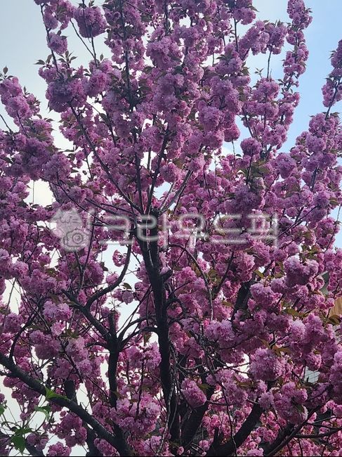 flower,꽃,벚꽃,겹벗꽂,보라