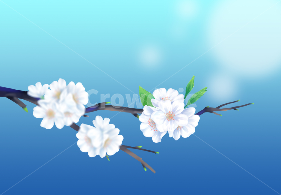 벚꽃,봄,나무,여름,하얀,꽃잎,잎,사쿠라,벚꽃일러스트,일러스트,꽃일러스트,체리,분기,시즌,4월,풍경,아름다운,아름다움,꽃이만발한,식물학,꽃봉오리,장식,디자인,꽃,신선한,정원,원예,일본,동양식물,낭만,환경,꽃정원,매크로,자연,식물,계절,꽃놀이,벚꽃구경,벚꽃축제,만발,만발한,흐드러진,컨셉,벚꽃세상,벚꽃놀이,꽃풍경,자연경치,설렘,예쁜,배경,따스한배경,화사한,컬러,cherryblossom,spring,cherry,blossom,nature,flower,tree,background,beautiful,white,season,bloom,plant,beauty,natural,petal,fresh,flora,botany,april,blossoming,springtime,flowers,landscape,cherryillustration,illustration,flowerillustration,color,gardening,orientalplants,romantic,plants,macro,seasons,cherryblossomviewing,cherryblossomworld,flowerscenery,naturalscenery,flutter,pretty,warmbackground,japaneseflower,밤,밤하늘,밤벚꽃,클로즈업,불빛,남색,진파랑,네온,night,nightsky,nightcherryblossom,closeup,lights,indigo,darkblue,neon