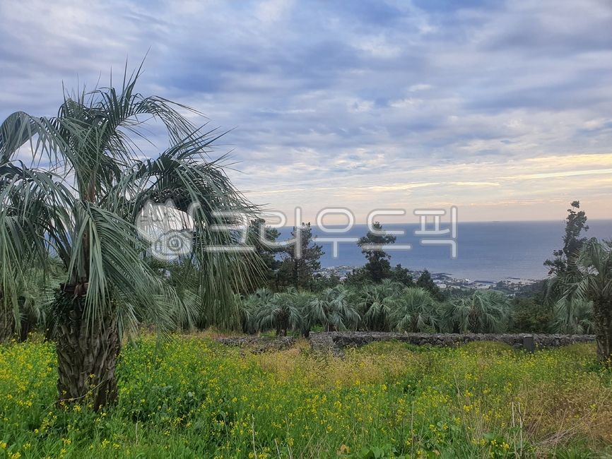 nature,tree,vegetation,jeju island,summer,grassland,exotic country,palmtree,palm tree,field,outdoors,record,garden,meadow,park