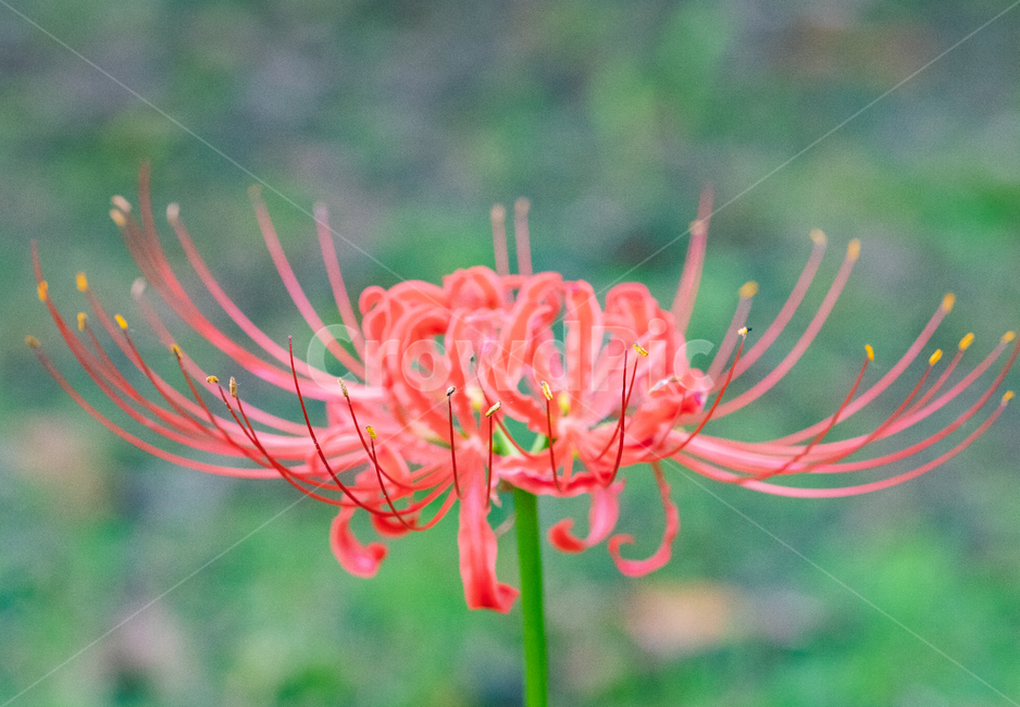 상상화,이별,만남,꽃,자연,nature,식물,식물,자연,plants,nature,꽃,flower