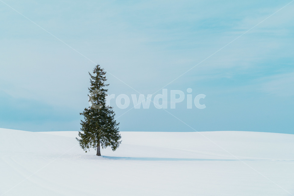 나무,설경,크리스마스나무,눈,풍경,겨울,계절,winter,season,자연,풍경,nature,landscape,해외,외국,세계,foreign,oversea,world,세계자연풍경,해외자연풍경,외국자연풍경,world nature landscape,tree,plant,식물,abies,아비,fir,전나무