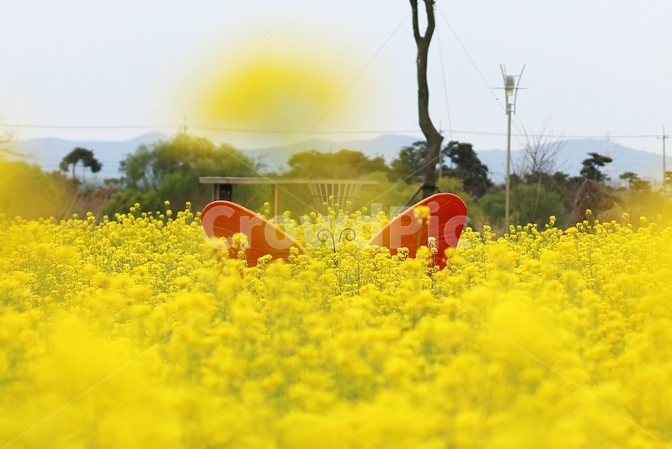 유채꽃,유채,봄,풍경,노랑,한국풍경,자연,봄,계절,spring,season,식물,자연,plants,nature,꽃,flower,조각상,동상,석상,조형물,statue,bronze statue,stone statue