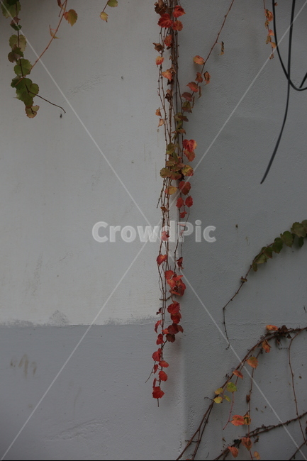 담쟁이,가을,붉은색,식물,담벼락,가을,계절,fall,autumn,season,식물,자연,plants,nature