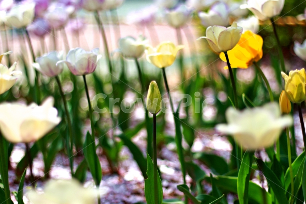 꽃,들꽃,튤립,tulip,플라워,flower,식물,자연,plants,nature,꽃,flower