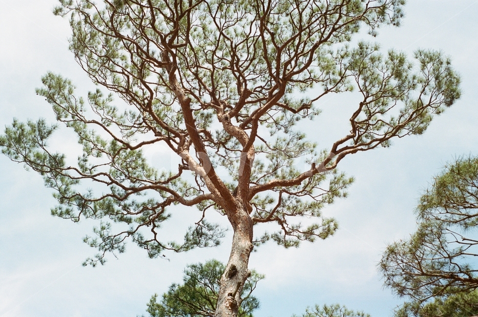 tree,하늘,나무,조화,sky,식물,자연,plants,nature,나무,trees,wood