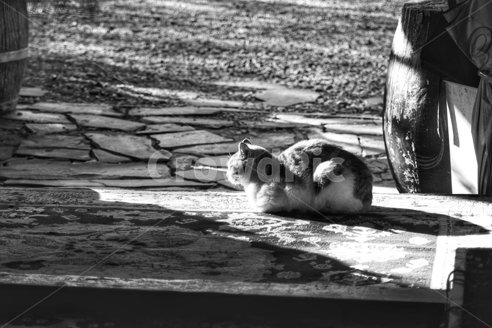 pet,animal,동물,고양이,길고양이,포유류,cat,동물,animal,포유류,mammal,고양이,cat,kitten,kitty,흑백,모노톤,monochrome,black and white