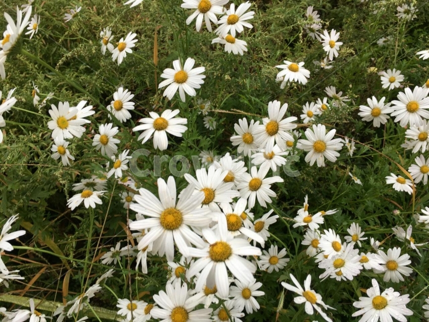 가을,국화,꽃,자연,야생화,식물,자연,plants,nature,꽃,flower