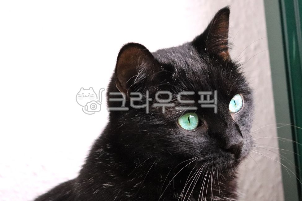고양이,검정고양이,검은고양이,캣,파란눈,cat,동물,mammal,animal,pet,애완동물