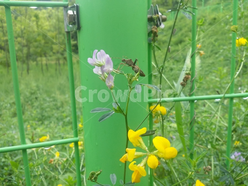식물,plant,꽃,flower,자연,곤충,식물,자연,plants,nature