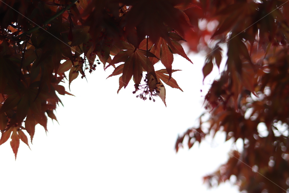 단풍잎,붉은,red,leaf,plant,tree,maple,단풍,잎,식물,나무