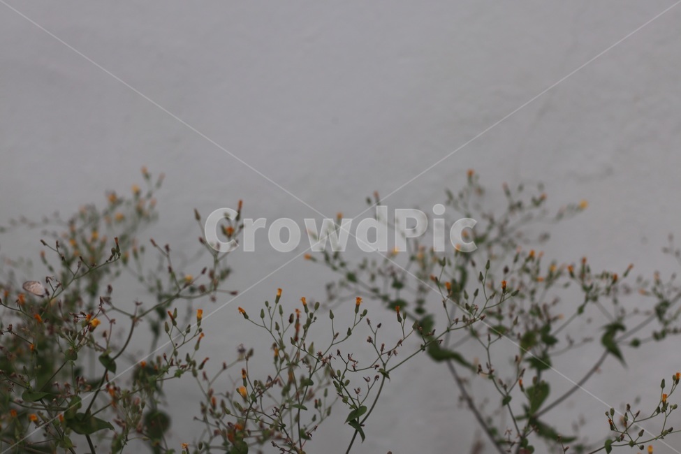 꽃,담장,노란꽃,풀,자연
