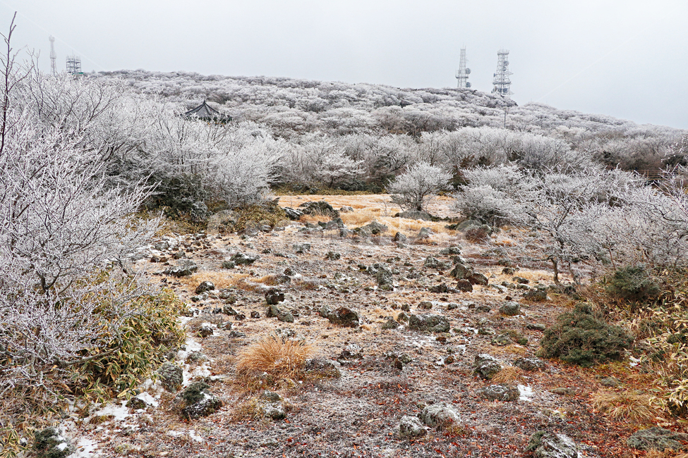 제주도,한라산,1100고지,한라산1100고지,설경,눈꽃,눈,겨울,snow,옥외,자연