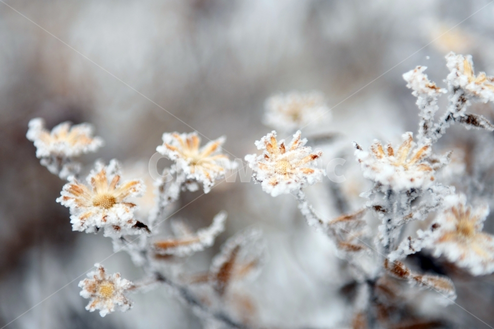 눈,풍경,겨울,눈꽃,상고대,바람,서리,추위,산,나무,국화,겨울,계절,winter,season,식물,자연,plants,nature