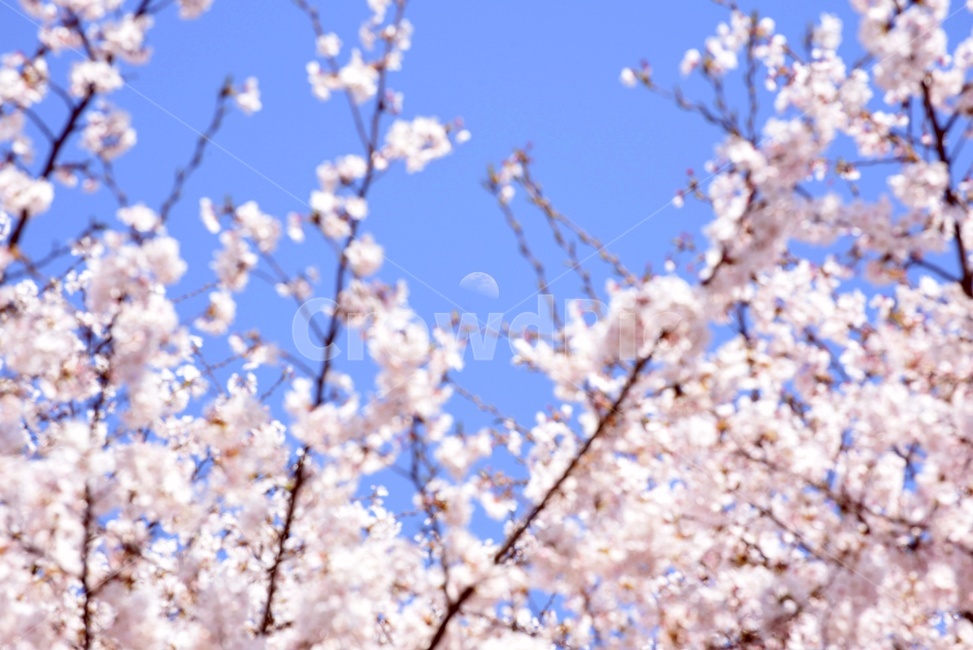 벚꽃,봄,하늘,파란하늘,낮달,cherryblossom,봄,계절,spring,season,식물,자연,plants,nature,꽃,flower,plant
