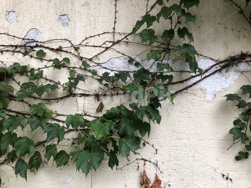 plant,식물,이끼,덩굴,담벼락,vine,wall,오래된,vintage,자연,벽,빈티지