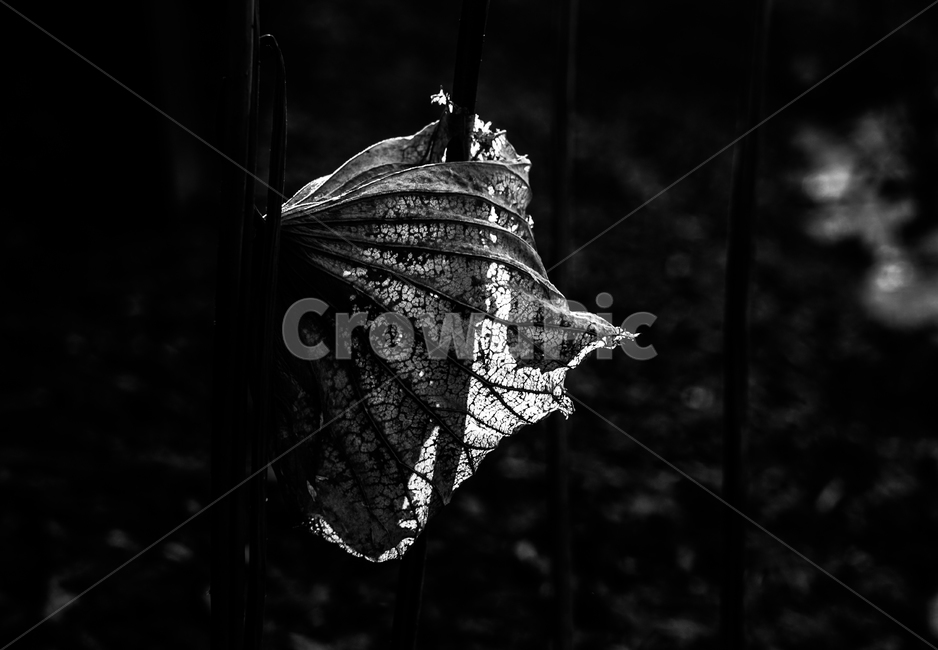 연,연잎,연밭,겨울,계절,식물,감성,식물,자연,plants,nature,흑백,모노톤,monochrome,black and white