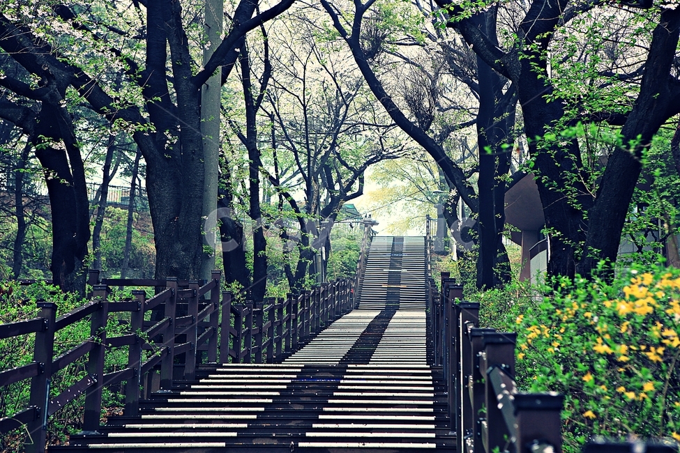 벗꽃길,길,공원,풍경,자연,배경,봄,계절,spring,season,자연,풍경,nature,landscape,건축물,건물외관,exterior,building,structure,architecture,construction,garden,정원,outdoors,옥외,arbour,정자