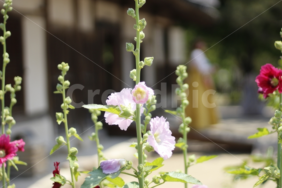 고궁,한옥,한국,전통,기와,하늘,구름,자연,광화문,경복궁,경회루,조선,관광,여행,꽃,봄,여름,식물,담장,식물,자연,plants,nature,꽃,flower