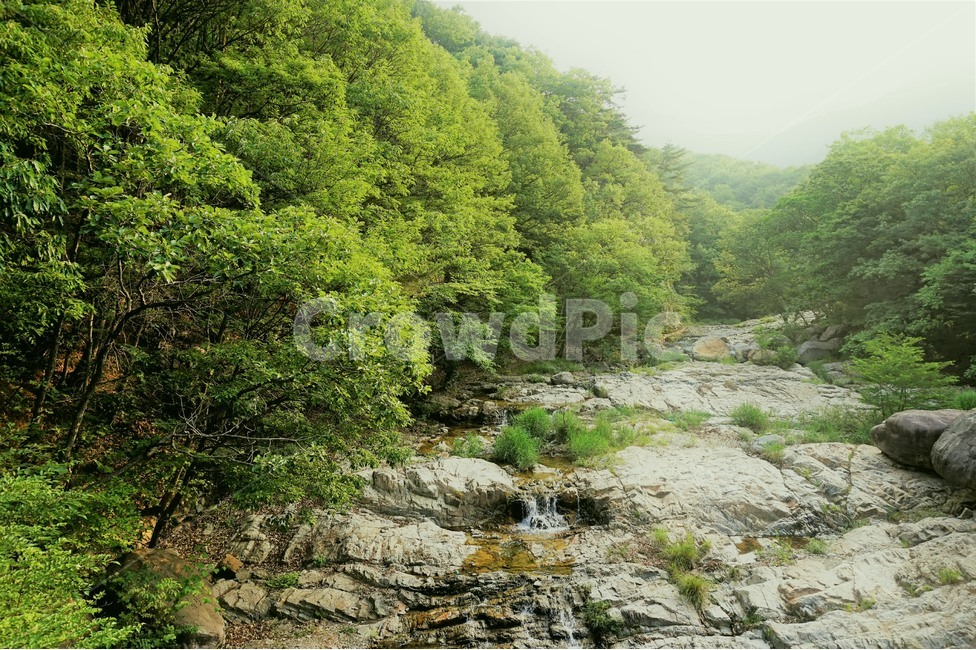 계곡,물,그린,나무,숲,valley,water,green,trees,forest,여름,계절,summer,season,자연,풍경,nature,landscape,outdoors,옥외,land,땅,stream,흐름,creek,작은 만