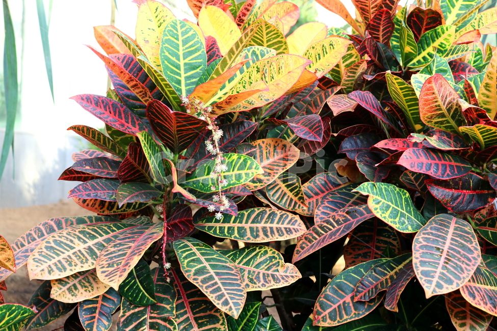 크로톤,나무,식물,관엽식물,대극과,공기정화식물,자연,변엽목,식물,자연,plants,nature