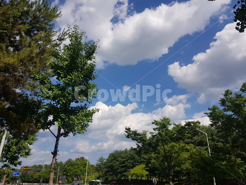 하늘,구름,나무,여름하늘,가을하늘,맑은날씨,쾌청한날씨,tree,weather,nature,식물,plant