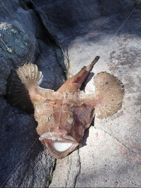 아귀,아구,물고기,생선,낚시,fish,fishing,지느러미
