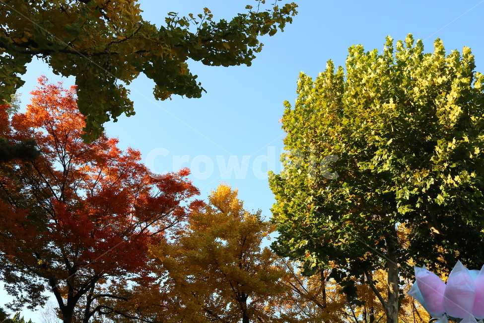 단풍,나무,단풍나무,자연,풍경,가을,은행나무,느티나무,솜사탕,가을,계절,fall,autumn,season,자연,풍경,nature,landscape,tree,plant,식물,leaf,잎,tree trunk,나무 줄기