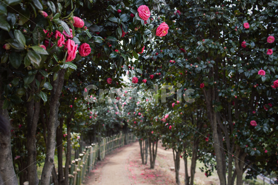pink,tree,full bloom,flower,Emotional photo,camellia tree,landscape background,petal,road,affix,background,camellia flower,plant,falling flower,Emotion,flower background,camellia,walk,park