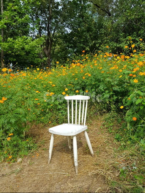 코스모스,의자,가을꽃,가을,chair
