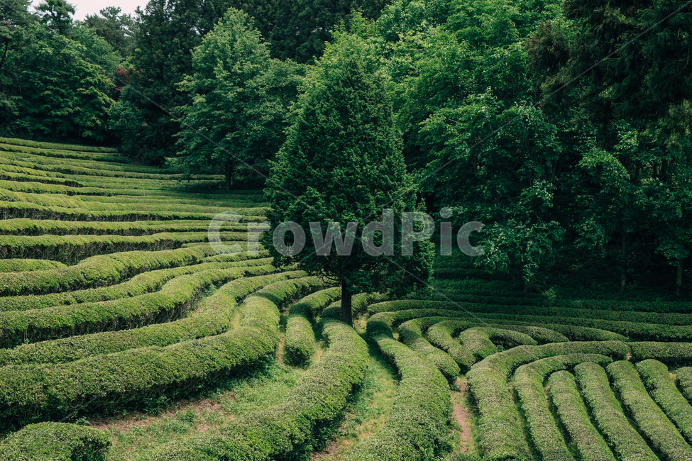 보성,녹차밭,녹차,자연,풍경,다원,초록,nature,landscape,greentea,green,한국자연경관,농사,자연,풍경,nature,landscape,한국자연풍경,한국자연경관,korea nature landscape,농업,농사,agriculture,farming,farming industry