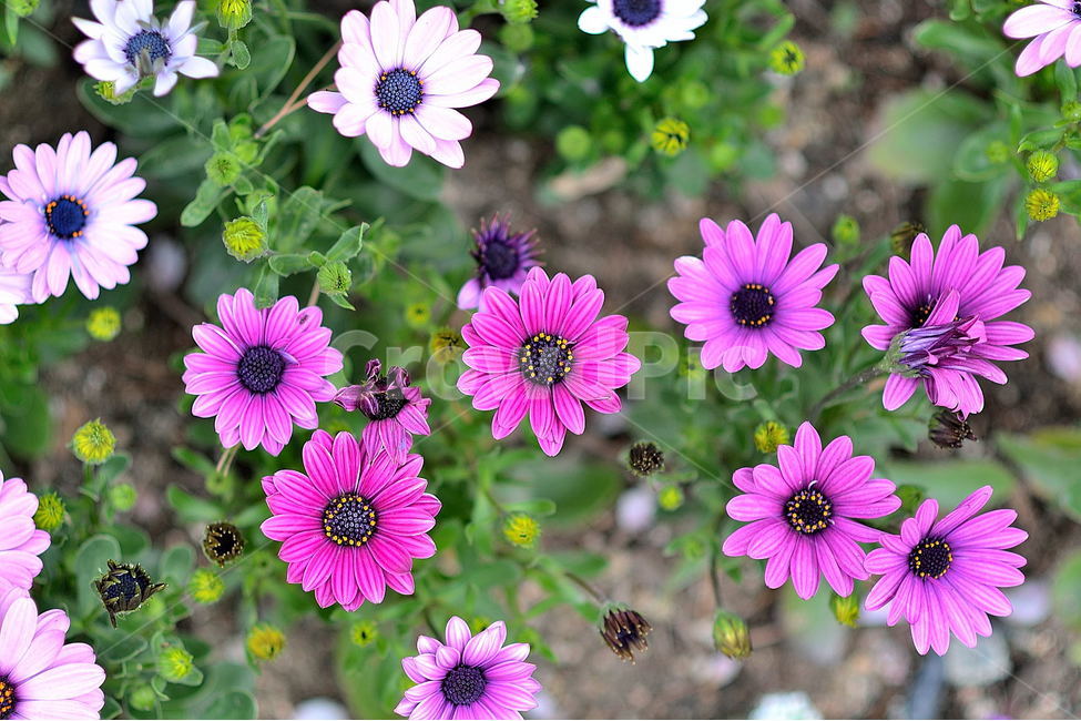 꽃,국화,자연,식물,풍경,식물,자연,plants,nature,꽃,flower