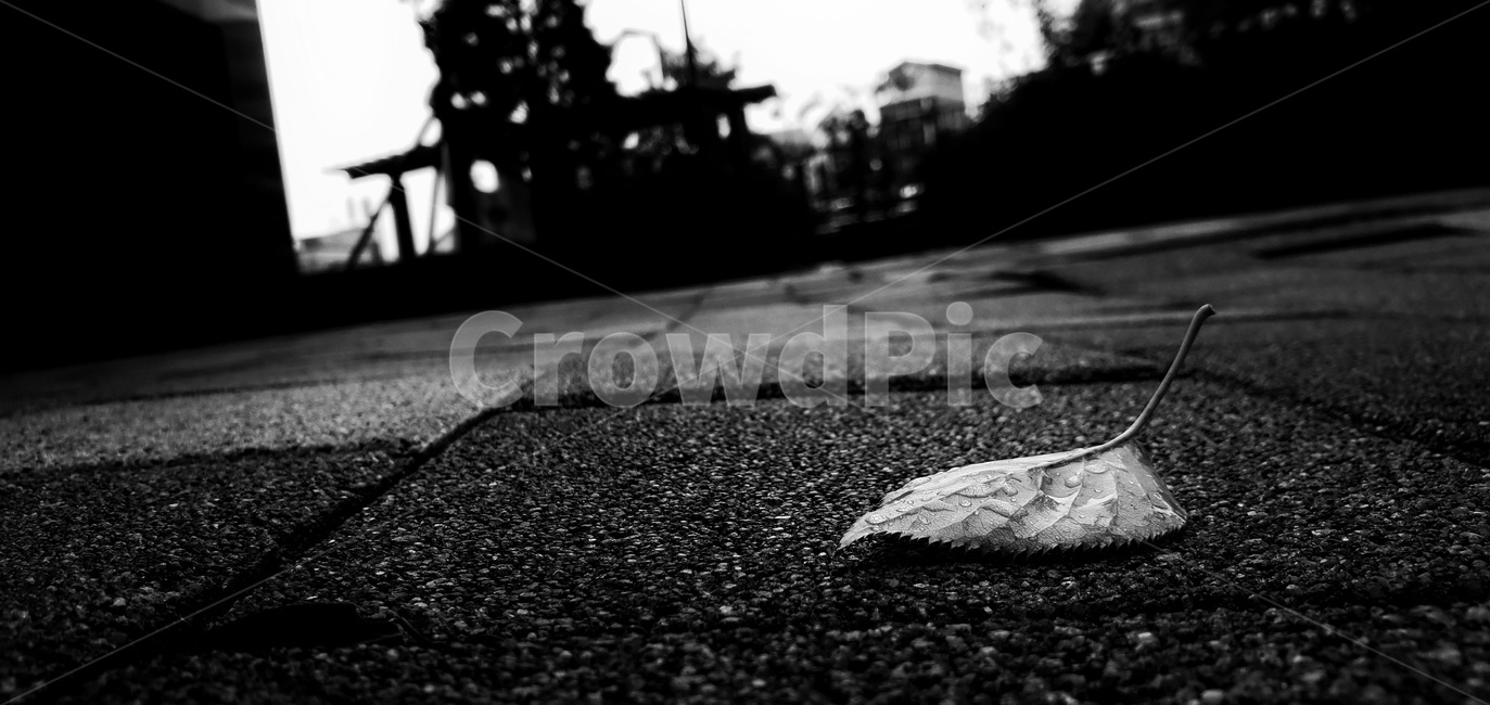 asphalt,아스팔트,tarmac,나뭇잎,흑백,바닥,길바닥,흑백,모노톤,monochrome,black and white