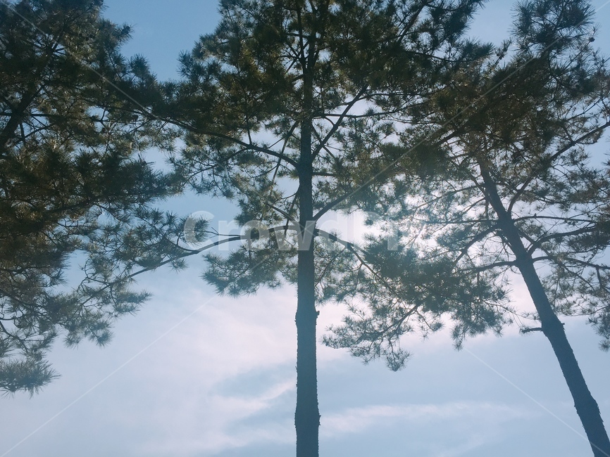 tree,나무,plant,식물,treetrunk,나무줄기,햇살,자연,식물,자연,plants,nature,나무,trees,wood