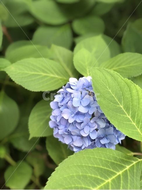 plant,식물,hydrangea,수국,보라색꽃,보라꽃,보라색,보라색수국