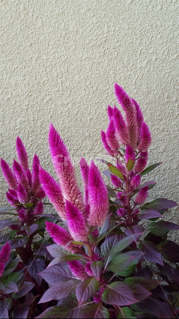 맨드라미,화분,빨간맨드라미,빨간꽃,꽃송이,식물,자연,plants,nature,꽃,flower