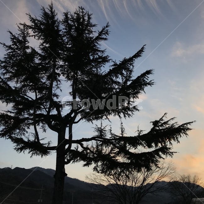 나무,시골,늦은오후,노을,하늘,식물,자연,plants,nature,나무,trees,wood