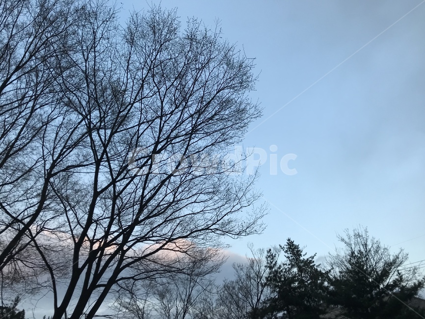 초저녁,하늘,풍경,나무,구름,저녁하늘,초저녁하늘,자연,풍경,nature,landscape,tree,plant,식물,tree trunk,나무 줄기