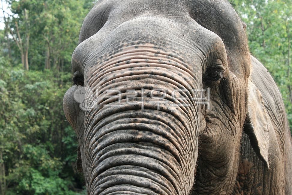 animal,동물,elephant,코끼리,포유류,mammal,wildlife,야생동물
