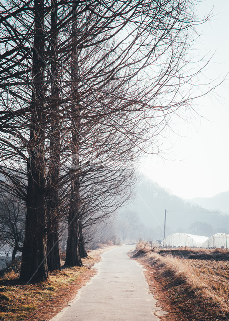 길,나무,나무잎,겨울,시골,비닐하우스,겨울,계절,winter,season,시골,마을,풍경,landscape,country,rural,town