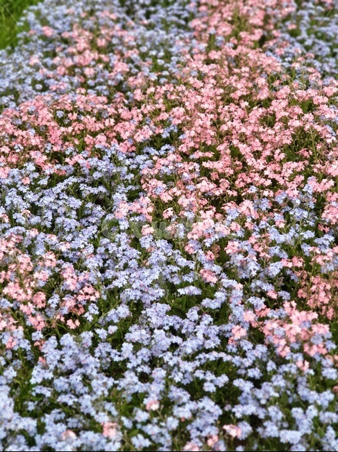 봄꽃,꽃배경,꽃,예쁜꽃,봄
