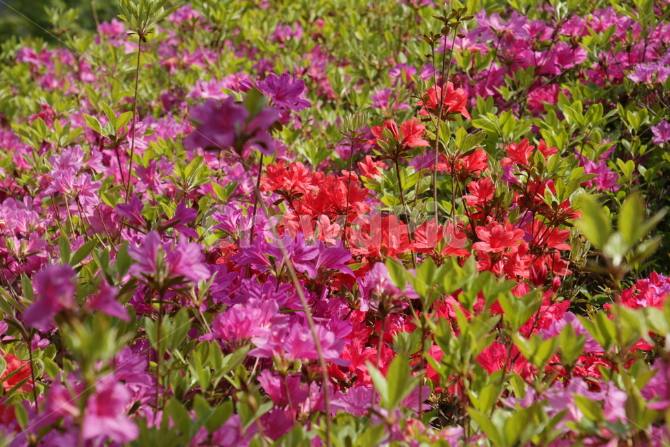 철쭉,분홍,꽃,분홍꽃,봄,봄꽃,봄꽃축제,flower,pink,pinkflower,꽃망울,꽃밭,빨간,빨강,빨간꽃,red,redflower,분홍색,빨간색,빨강색,핑크색,봄,계절,spring,season,식물,자연,plants,nature,꽃,flower,petal,꽃잎,plant,blossom,geranium,제라늄