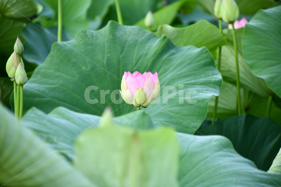 연곷,꽃,접사,연꽃밭,식물,자연,plants,nature,flower,분홍색,핑크색,연잎