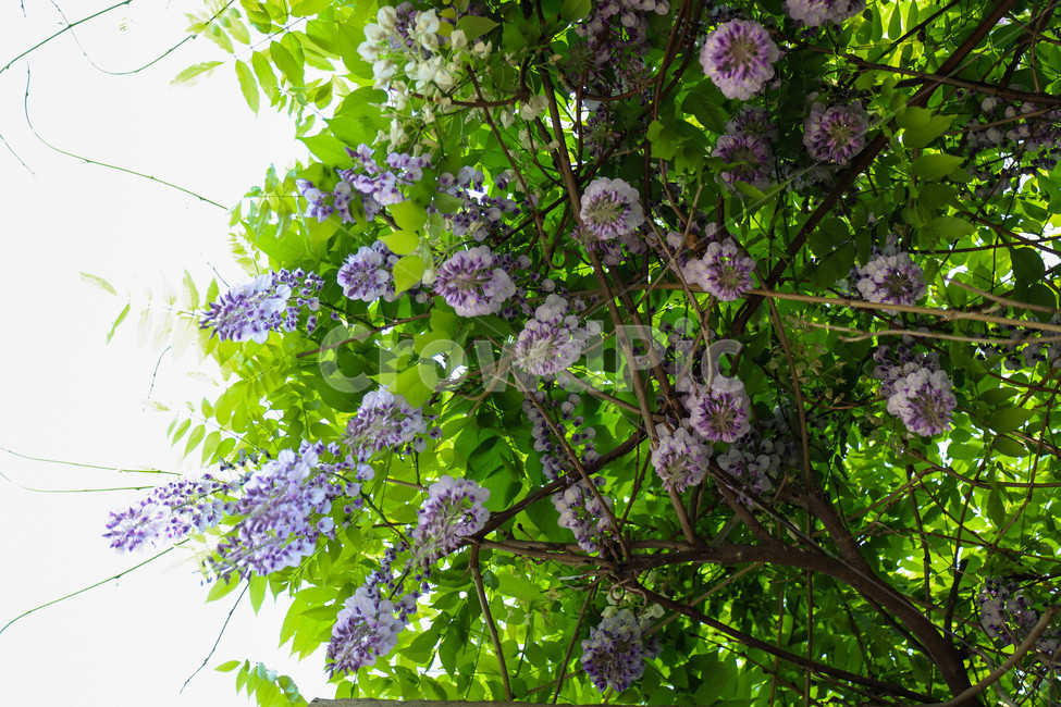 pretty,flowers,flower,spring,spring flowers,beautiful,background,plants,plant,spring day,wisteria flower