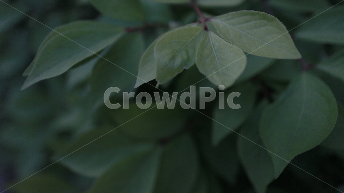풀,풀잎,자연,아웃포커스,아웃포커싱,식물,자연,plants,nature